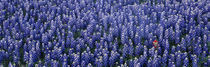 Bluebonnet flowers in a field, Hill county, Texas, USA by Panoramic Images