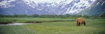  Katmai National Park, Alaska, USA von Panoramic Images