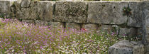 Flowers near a stone wall, Ancient Olympia, Peloponnese, Greece by Panoramic Images