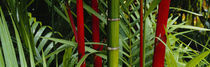 Close-up of bamboo trees, Hawaii, USA by Panoramic Images