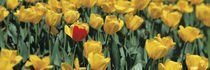 Yellow tulips in a field von Panoramic Images