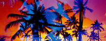 Silhouette of palm trees at sunset, Ko Olina, Oahu, Hawaii, USA von Panoramic Images