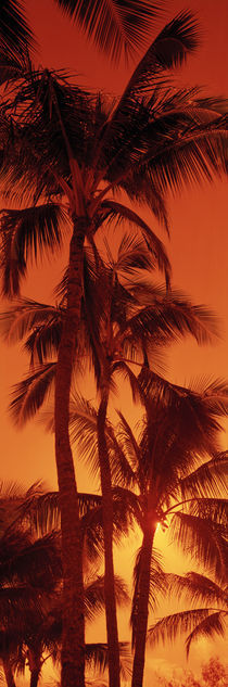 Low angle view of palm trees at dusk, Kalapaki Beach, Kauai, Hawaii, USA by Panoramic Images