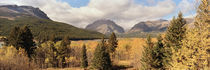 Trees in a field, US Glacier National Park, Montana, USA von Panoramic Images