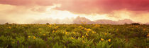 Grand Teton Park, Wyoming, USA by Panoramic Images