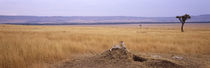  Masai Mara National Reserve, Kenya von Panoramic Images