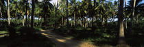 Palm trees in a forest, Watamu, Coast Province, Kenya von Panoramic Images