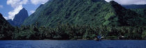 Trees on the coast, Tahiti, French Polynesia by Panoramic Images