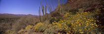 Organ Pipe Cactus National Monument, Arizona, USA by Panoramic Images