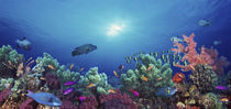 School of fish swimming near a reef, Indo-Pacific Ocean by Panoramic Images