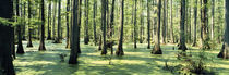 Cypress trees in a forest, Shawnee National Forest, Illinois, USA von Panoramic Images