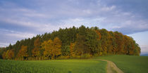 Trees in a field, Aargau, Switzerland von Panoramic Images