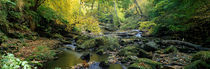 Stream Flowing Through Forest, Eller Beck, England, United Kingdom by Panoramic Images