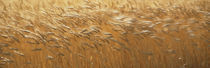 Spring Wheat von Panoramic Images
