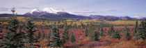 Canada, Yukon Territory, View of pines trees in a valley von Panoramic Images