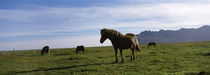Icelandic horses in a field, Svinafell, Iceland by Panoramic Images