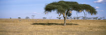 Serengeti National Park, Tanzania by Panoramic Images