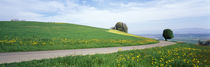 Road Fields Aargau Switzerland by Panoramic Images