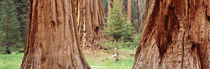 Sapling among full grown Sequoias, Sequoia National Park, California, USA by Panoramic Images