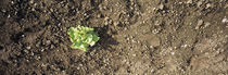 High angle view of a lettuce plant, Baden-Wurttemberg, Germany by Panoramic Images