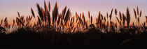 Silhouette of grass in a field at dusk, Big Sur, California, USA von Panoramic Images