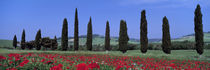 Field Of Poppies And Cypresses In A Row, Tuscany, Italy von Panoramic Images