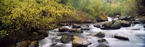 River passing through a forest, Inyo County, California, USA von Panoramic Images