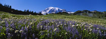 Wildflowers On A Landscape, Mt Rainier National Park, Washington State, USA by Panoramic Images