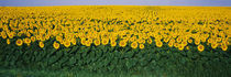 Sunflower Field, Maryland, USA by Panoramic Images