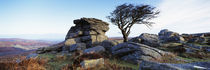 Bare tree near rocks, Haytor Rocks, Dartmoor, Devon, England von Panoramic Images