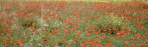 Poppies growing in a field, Sicily, Italy von Panoramic Images