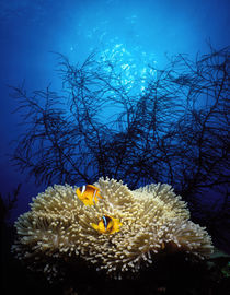 Mat anemone and Allard's anemonefish (Amphiprion allardi) in the ocean by Panoramic Images