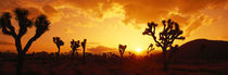 Sunset, Joshua Tree Park, California, USA by Panoramic Images