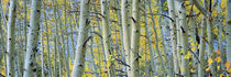 Aspen trees in a forest, Rock Creek Lake, California, USA von Panoramic Images