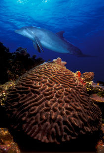 Bottle-Nosed dolphin (Tursiops truncatus) and coral in the sea by Panoramic Images