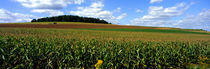 Panorama Print - Kornfeld mit Traktor, Carroll County, Maryland, USA von Panoramic Images