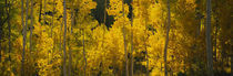 Aspen trees in a forest, Telluride, San Miguel County, Colorado, USA von Panoramic Images