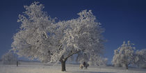 Two people horseback riding, Aargau, Switzerland by Panoramic Images