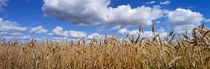 Wheat crop growing in a field, near Edmonton, Alberta, Canada by Panoramic Images