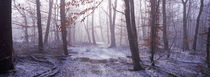 Forest in winter at dawn, Bavaria, Germany by Panoramic Images