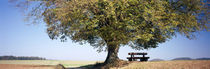 Empty bench under a tree, Baden-Württemberg, Germany von Panoramic Images