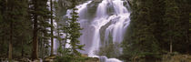 Waterfall in a forest, Banff, Alberta, Canada by Panoramic Images