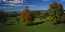 High angle view of pear trees on a field, Aargau, Switzerland by Panoramic Images