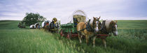 Historical reenactment, Covered wagons in a field, North Dakota, USA by Panoramic Images