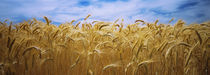 Wheat crop growing in a field, Palouse Country, Washington State, USA by Panoramic Images