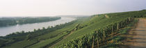 Nackenheim, Mainz-Bingen, Rheinhessen, Rhineland-Palatinate, Germany von Panoramic Images