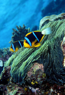 Allard's anemonefish (Amphiprion allardi) in the ocean by Panoramic Images