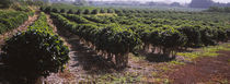 Coffee crop in a field, Kauai, Hawaii, USA von Panoramic Images