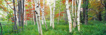 Panorama Print - Birken, Acadia Nationalpark, Hancock County, Maine, USA von Panoramic Images