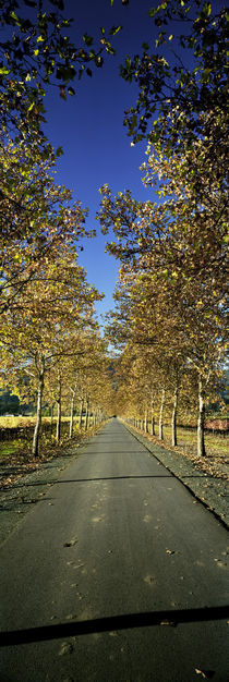 Rutherford, Napa Valley, Napa, Napa County, California, USA by Panoramic Images